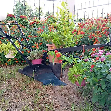 Olive Crete Гостьовий будинок 3*