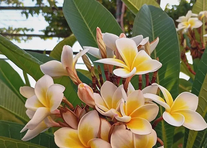 Olive Crete Гостевой дом