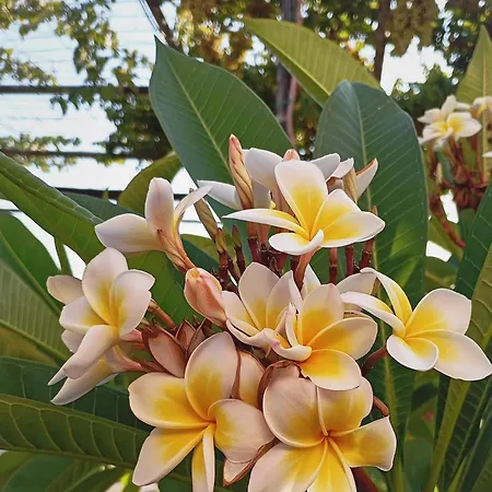 Olive Crete Vendégház