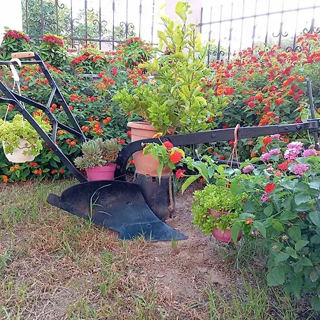 Olive Crete 3* Rétino